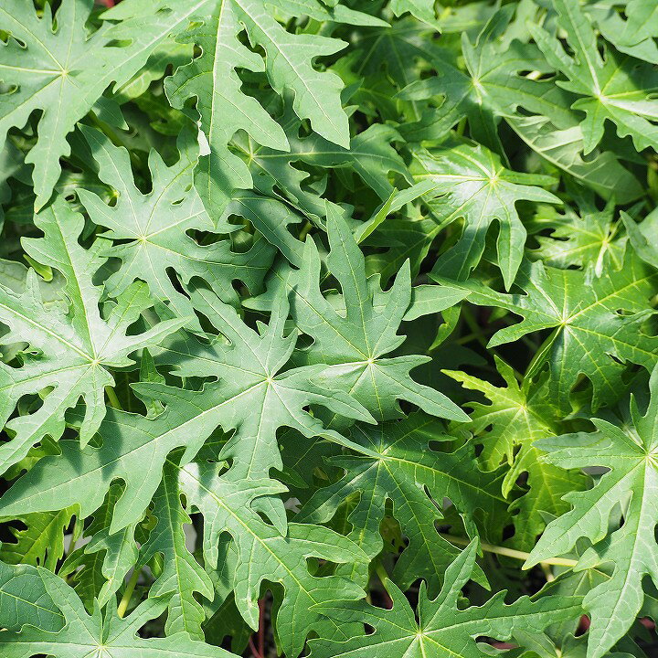 パパイヤ 苗 【ベニテング （一代交配）】 ポット苗 パパイア 実のなるパパイヤ 国産 常緑 果樹 常緑樹 観葉植物のサムネイル