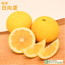 ◆送料無料◆ ■優良2年生大苗■ オレンジ 苗木 【日向夏 (ひゅうがなつ)】 2年生大苗 接ぎ木 (ニーム小袋付き) ニューサマーオレンジ 苗 常緑 果樹 柑...