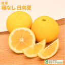 オレンジ 苗木 【種無し 日向夏 (ひゅうがなつ)】 1年生 接ぎ木 ポット苗 ニューサマーオレンジ 苗 常緑 果樹 柑橘 柑橘苗木 果樹苗木