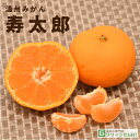 ■優良2年生大苗■ みかん 苗木 【寿太郎 (じゅたろう)】 2年生大苗 接ぎ木 蜜柑 温州 苗 常緑 果樹 柑橘 柑橘苗木 果樹苗木