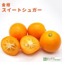 きんかん 苗 【スイートシュガー】 3年生 接ぎ木 約1.0m 大苗 金柑 スウィートシュガー 苗木 常緑 果樹 柑橘 柑橘苗木 果樹苗木