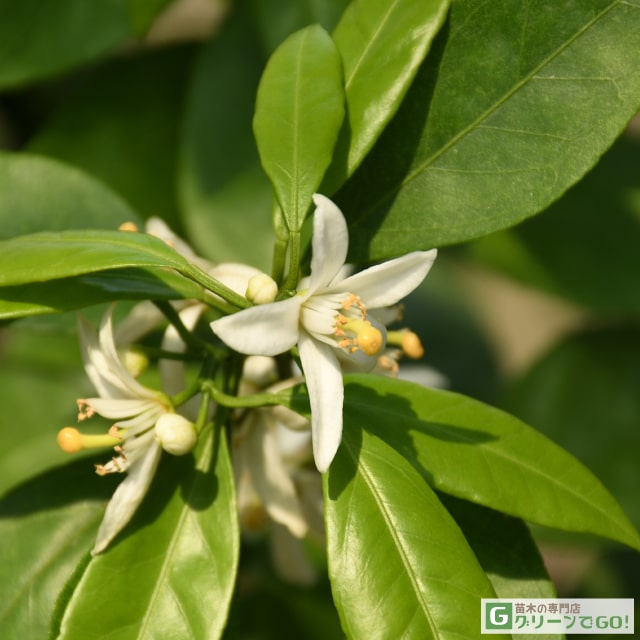 [��ŷ�Ծ�Ź�������] ������GO!�����ǥ˥󥰱���ע� �ߤ��� ���� ���ĸ����� �ʤ������碌�ˡ� 3ǯ�� �ܤ��� ��1.0m ���� ̪�� ���� �� ���� �̼� ���� �������� �̼�����