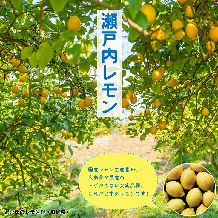 みかん 苗木 【極早生温州みかん エヌワン】 1年生 接ぎ木苗 蜜柑 温州 苗 常緑 果樹 柑橘 柑橘苗木 果樹苗木