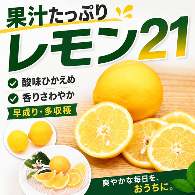 楽天市場】レモン21 苗の通販