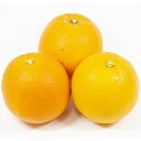 [楽天市場店限定価格] ◆グリGO!春の在庫一掃◆ オレンジ