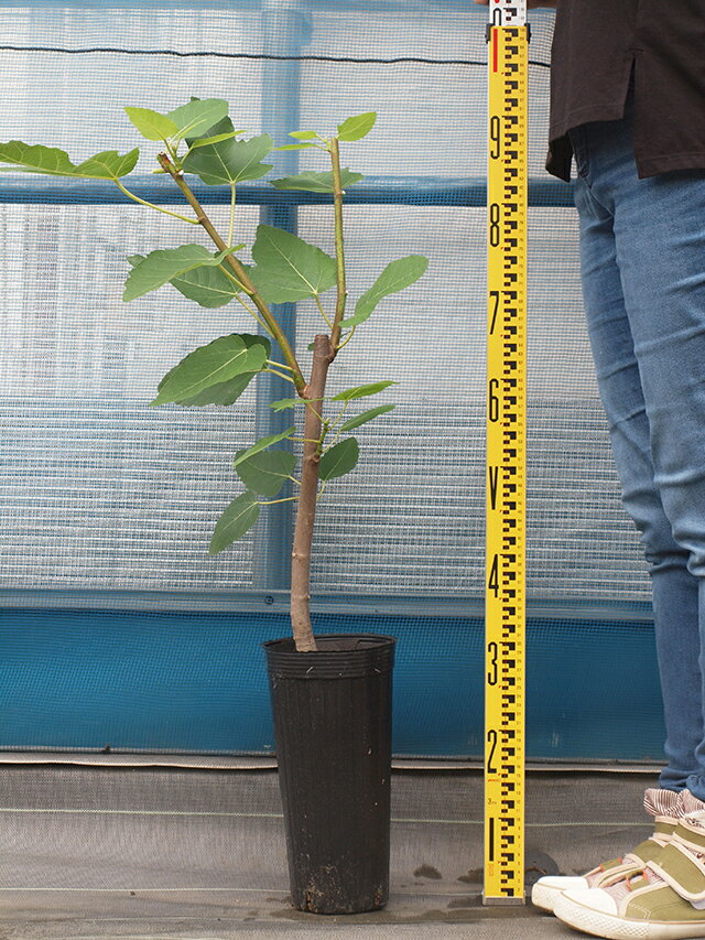 イチジクの木の育て方は 地植え 鉢植え 剪定方法や肥料が分かる カモシカおやじの徒然日記