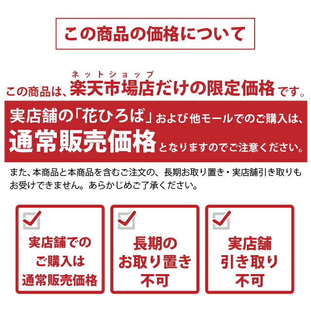 [楽天市場店限定価格] ◆グリGO!春の在庫一掃◆ ブルーベリー 苗 【ブラデン （サザンハイブッシュ系）】 3年生 接ぎ木苗 苗木 ベリー 果樹 果樹苗 2