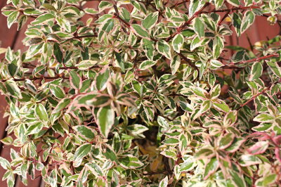 初心者 アベリアの育て方 植え付けから手入れ 挿し木までこれでバッチリ 暮らし の 初心者 アベリアの育て方 植え付けから手入れ 挿し木までこれでバッチリ 暮らし の