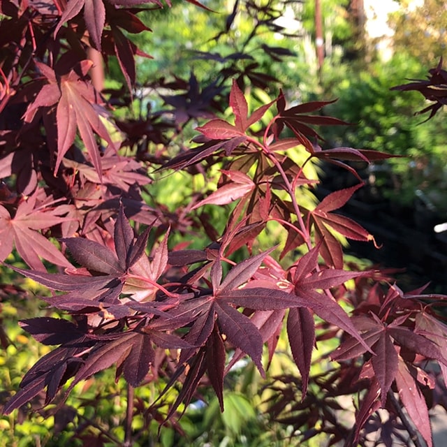 楽天市場】カエデ モミジ(種類(植物)カエデ)(植木 楽天市場】カエデ モミジ(種類(植物)カエデ)(植木
