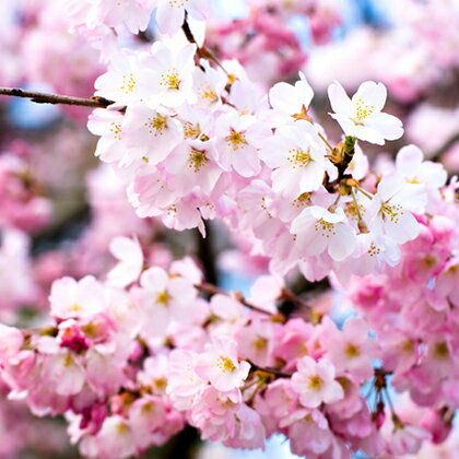 ◆送料無料◆ 桜 苗木 【江戸彼岸桜 （えどひがんざくら）】 1年生 接ぎ木苗 （ニーム小袋付き） 臥龍桜 桜の木 桜の苗木 植木 花木 庭木 シンボルツリー 記念樹 落葉樹 高木 ※北海道・沖縄は送料無料適用外です。