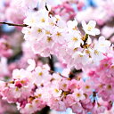 桜 苗木 【江戸彼岸桜 (えどひがんざくら)】 1年生 接ぎ木苗 臥龍桜 桜の木 桜の苗木 植木 花木 庭木 シンボルツリー 記念樹 落葉樹 高木