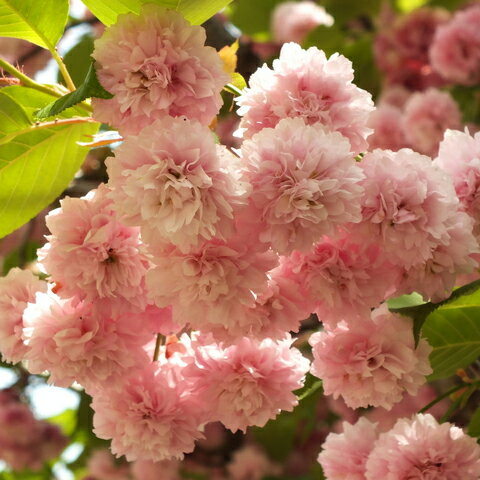◆送料無料◆ 桜 苗木 【数珠掛桜 （じゅずかけざくら）】 
