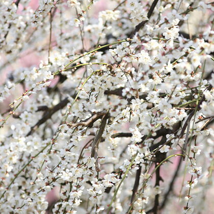 花梅 苗 【白花 しだれ梅】 2年生 接ぎ木 大苗 はなうめ 苗木 庭木 落葉樹 シンボルツリー