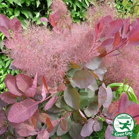 スモークツリー 苗 【グレース （赤紫色）】 約0.3m 挿し木苗 グレイス 白熊の木 ハグマノキ 品種 苗木 植木 花木 庭木 シンボルツリー カラーリーフ 落葉樹 高木のサムネイル