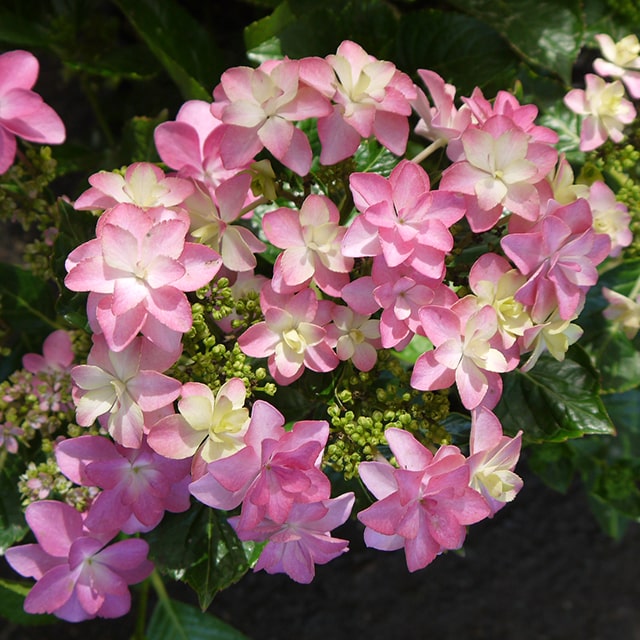 西洋アジサイ ハイドランジア シティライン 苗 【ダンスパーティー】幼苗 紫陽花 品種 苗木 庭木 植木 花木 落葉樹 低木 日陰