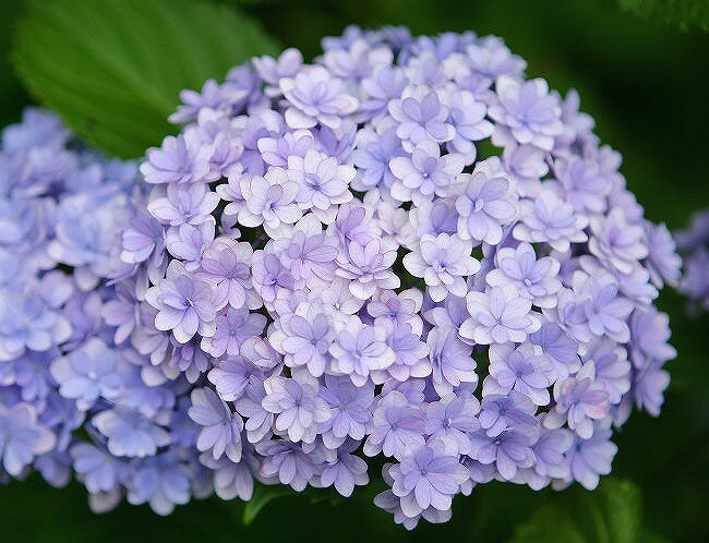 紫陽花の種類と名前 色別 品種の紫陽花を写真で紹介 にわとりぃブログ 紫陽花の種類と名前 色別 品種の紫陽花を写真で紹介 にわとりぃブログ