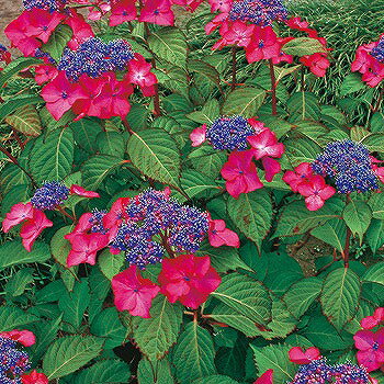 ◆送料無料◆ アジサイ 苗 【ガーデンアジサイ 火渡り （ひわたり）】 幼苗 （ニーム小袋付き） 紫陽花 品種 苗木 庭木 植木 花木 落葉樹 低木 日陰 加茂セレクション ※北海道・沖縄は送料無料適用外です。のサムネイル