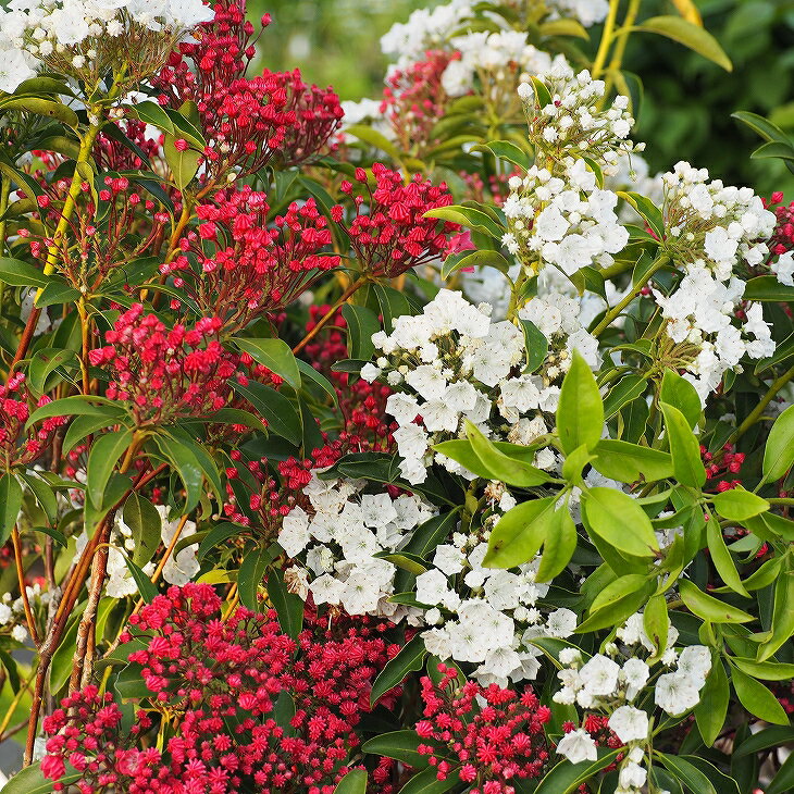 カルミア 苗 【紅白】 根巻き苗 苗木 植木 花木 庭木 常緑樹 低木 紅 白 接ぎ木苗