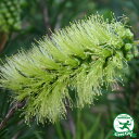 キンポウジュ 苗 【グリーンボトルブラシ】 5号ポット苗 金宝樹 ブラシノキ カリステモン 苗木 植木 花木 庭木 シンボルツリー 常緑樹 高木