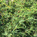 もみじ 苗木 【置霜 (おきしも)】 約0.7m ポット苗 カエデ 楓 苗 販売 植木 庭木 シンボルツリー 紅葉 盆栽 雑木 落葉樹 高木