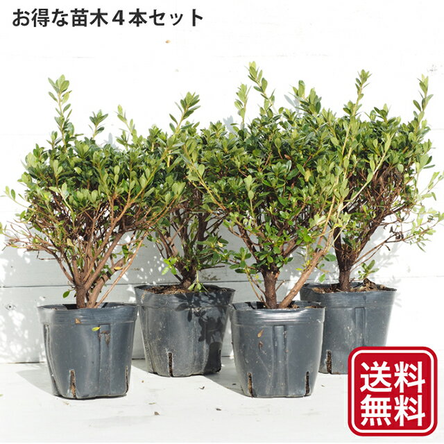 ◆送料無料◆ ツツジ 苗木 販売 【久留米ツツジ 老いの目覚め (おいのめざめ)】 4号ポット苗×4本セット クルメツツジ さつき 苗 植木 花木 庭木 生垣 目隠し グランドカバー 盆栽 常緑樹 低木 ※北海道・沖縄は送料無料適用外です。