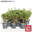 ◆送料無料◆ ツツジ 苗木 販売  4号ポット苗×9本セット クルメツツジ さつき 苗 植木 花木 庭木 生垣 目隠し グランドカバー 盆栽 常緑樹 低木 ※北海道・沖縄は送料無料適用外です。