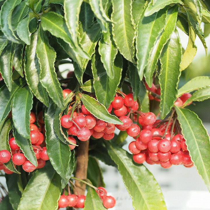 ◆送料無料◆ 万両 苗 【万両 （まんりょう） 赤実】 ポット苗 （ニーム小袋付き） 縁起 苗木 庭木 常緑樹 低木 生垣 ※北海道・沖縄は送料無料適用外です。のサムネイル