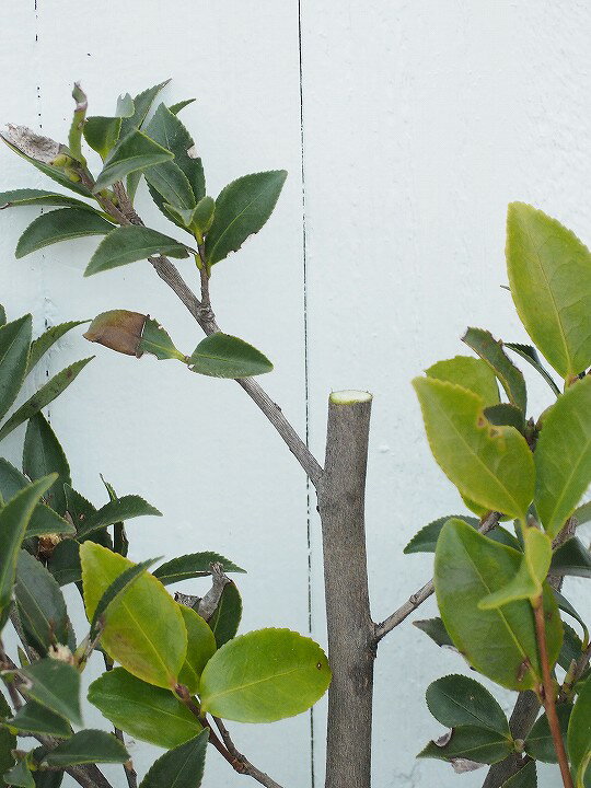 サザンカ 山茶花 植物図鑑