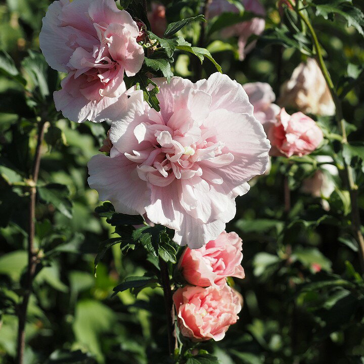 ムクゲ 苗 【ピンクシフォン】 ポット苗 木槿 苗木 庭木 落葉樹 シンボルツリーのサムネイル