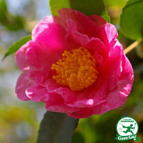 サザンカ 苗 【七福神】 約0.7m 根巻き苗 山茶花 苗木 植木 花木 庭木 生垣 目隠し 常緑樹 高木