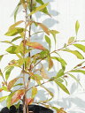 キンポウジュ 苗 【エンデバー】 5号ポット苗 金宝樹 ブラシノキ カリステモン 苗木 植木 花木 庭木 シンボルツリー 常緑樹 高木