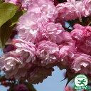 ◆在庫一掃！グリGO!春祭り◆ 桜 苗木  1年生 接ぎ木苗 桜の木 桜の苗木 植木 花木 庭木 シンボルツリー 記念樹 落葉樹 高木