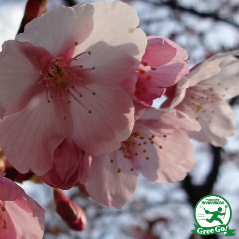 ◆送料無料◆ 桜 苗木 【 修善寺寒桜 （しゅうぜんじかんざ