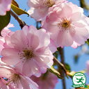 桜 苗木 【雨情しだれ桜】 1年生 接ぎ木苗 桜の木 桜の苗木 植木 花木 庭木 シンボルツリー 記念樹 落葉樹 高木 雨情枝垂れ