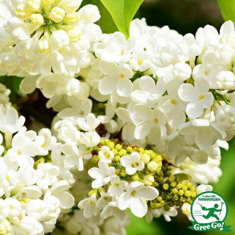 ◆送料無料◆ ライラック 苗 【プリムローズ】 ポット苗 （ニーム小袋付き） リラの木 ※北海道・沖縄は送料無料適用外です。のサムネイル