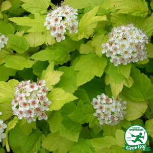 テマリシモツケ 苗 【ダーツゴールド】 ポット苗 シモツケソウ 苗木 植木 花木 庭木グランドカバー 落葉樹 低木 手毬 シモツケ