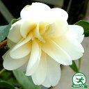 椿 苗木 接木苗 【黄蓮華 (きれんげ)八重咲き】 2年生 接ぎ木苗 ツバキ 苗木 植木 花木 庭木 シンボルツリー 生垣 目隠し 常緑樹 高木