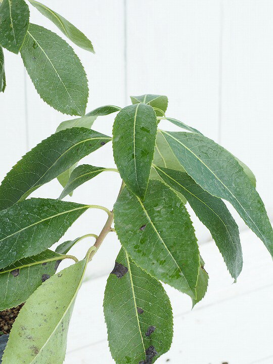 イチゴノキ 苗 【ヒメイチゴノキ ストロベリーツリー マリーナ （ピンク花）】 大苗 イチゴの木 苗木 植木 花木 庭木 常緑樹 低木 姫いちごの木