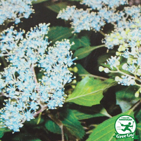 アジサイ 山紫陽花 苗 【奥多摩小アジサイ】 幼苗 山アジサイ 紫陽花 品種 苗木 庭木 植木 花木 落葉樹 低木 日陰のサムネイル
