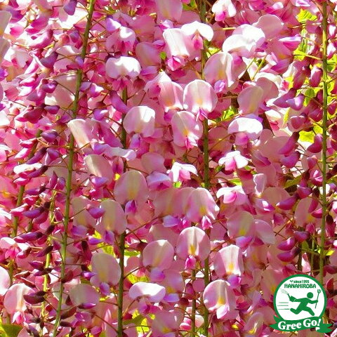 藤 苗 【 本紅藤 】 ポット苗 花藤 ほんべにふじ 苗木 庭木 落葉樹 つる性のサムネイル