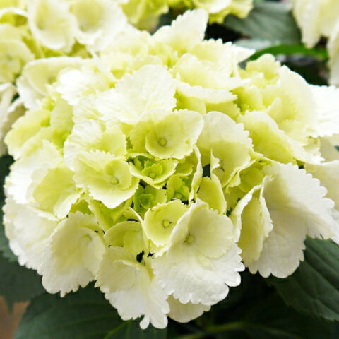 紫陽花の種類と名前 色別 品種の紫陽花を写真で紹介 にわとりぃブログ 紫陽花の種類と名前 色別 品種の紫陽花を写真で紹介 にわとりぃブログ