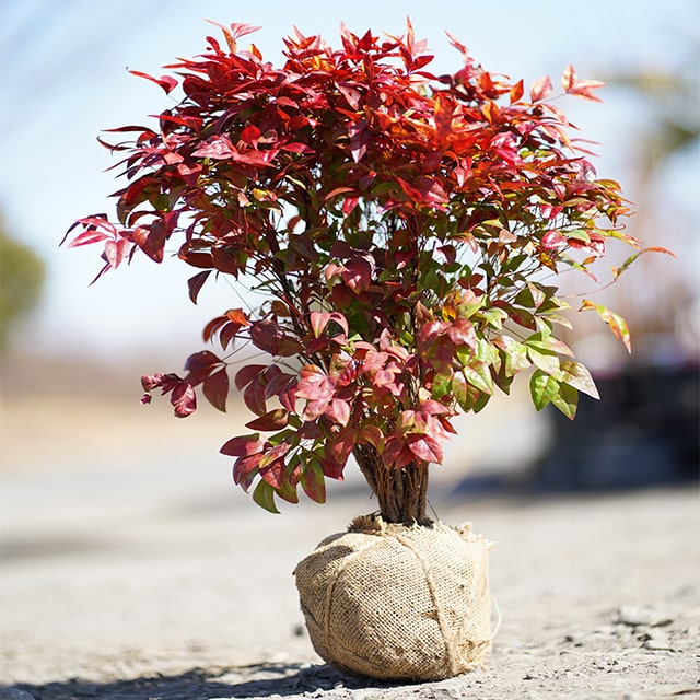 オタフクナンテン 苗 【お多福南天】 根巻き苗 おたふく南天 苗木 植木 庭木 グランドカバー 常緑樹 低木