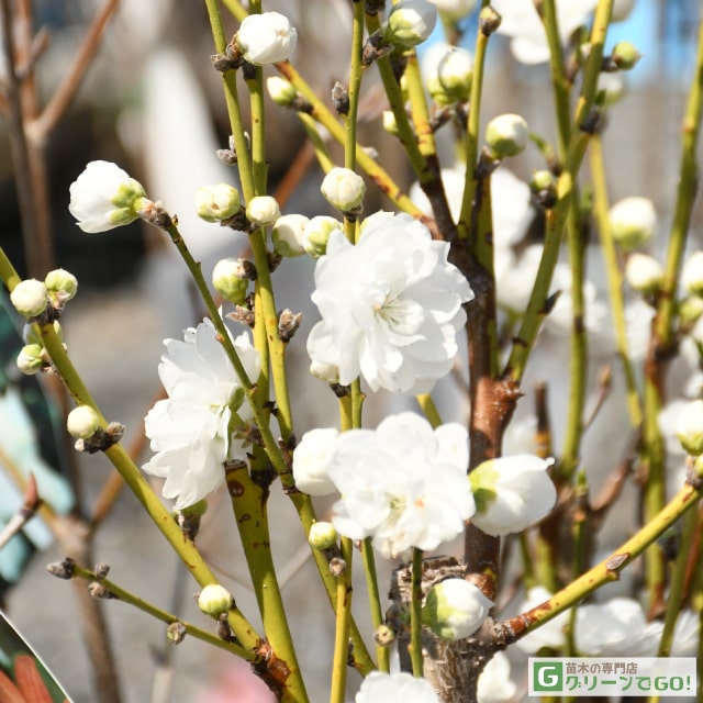 花桃 苗 【白花 照手桃 てるてもも 】 1年生 約0.7m ポット苗 はなもも 苗木 庭木 落葉樹 シンボルツリー