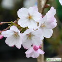 ◆在庫一掃！グリGO!春祭り◆ 桜 苗木  1年生 接ぎ木苗 桜の木 桜の苗木 植木 花木 庭木 シンボルツリー 記念樹 落葉樹 高木