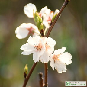 ◆送料無料◆ 桜 苗木 【神代曙 （じんだいあけぼの）】 1年生 接ぎ木苗 （ニーム小袋付き） 桜の木 桜の苗木 植木 花木 庭木 シンボルツリー 記念樹 落葉樹 高木 ※北海道・沖縄は送料無料適用外です。