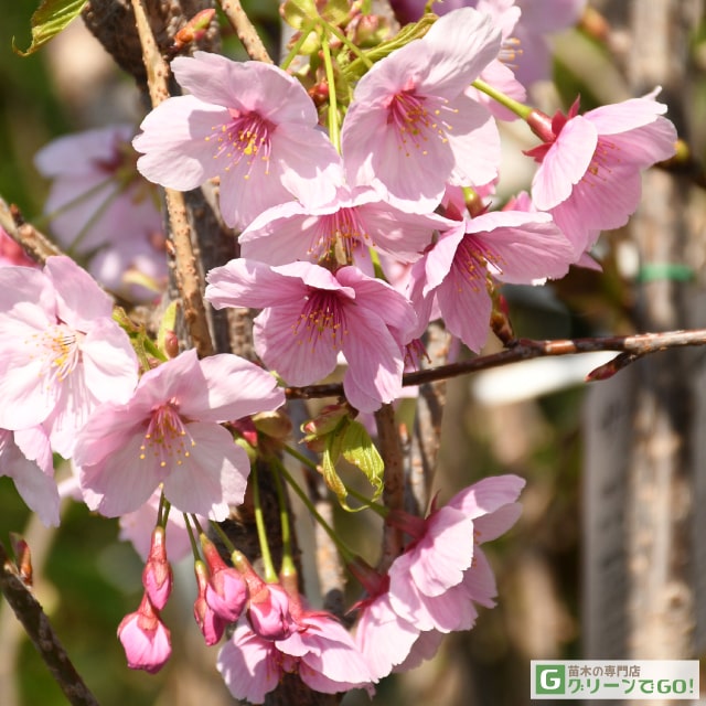 ◆送料無料◆ 桜 苗木 【陽光桜 （ようこう）】 1年生 接