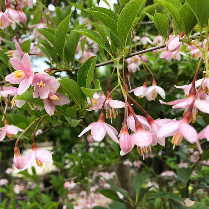 エゴノキ 苗 【ピンクチャイム】 約1.0m 根巻き苗 エゴの木 チサノキ 苗木 植木 花木 庭木 雑木 日陰 耐寒性 シンボルツリー 落葉樹 高木 赤花