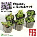 ◆送料無料◆ 芝桜 （シバザクラ） 苗 【エメラルドクッション】 3号ポット苗×6本セット 宿根草 苗木 多年草 耐寒性 耐暑性 常緑 グランドカバー