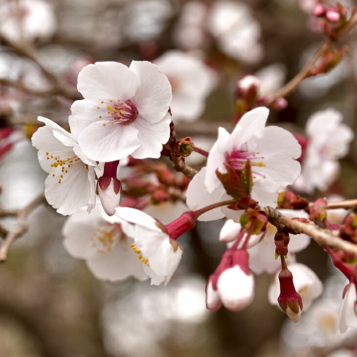 桜 苗木 【富士しだれ桜】 1年生 接ぎ木苗 富士桜 ふじざくら 箱根桜 はこねざくら マメザクラ 桜の木 桜の苗木 植木 花木 庭木 シンボルツリー 記念樹 落葉樹 高木