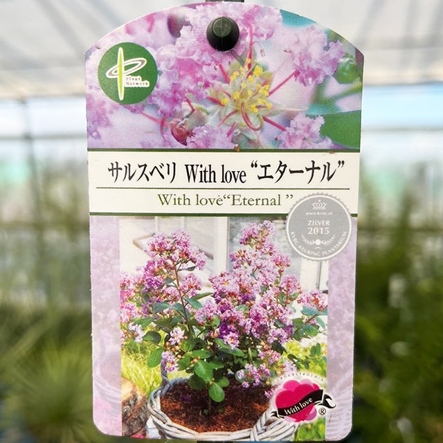 矮性サルスベリ苗ポット苗ヴィズラヴ...